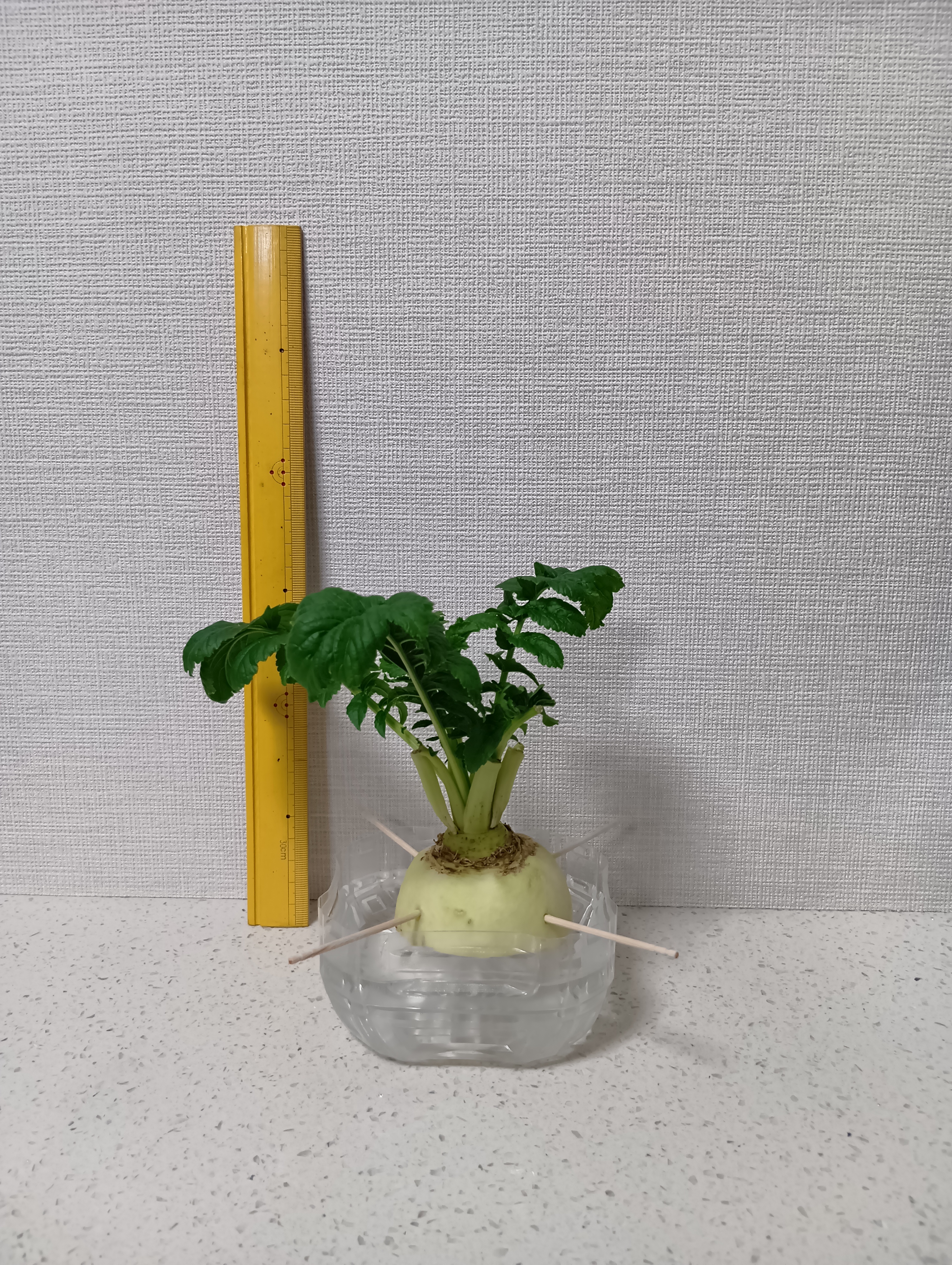 １２日目のレタス