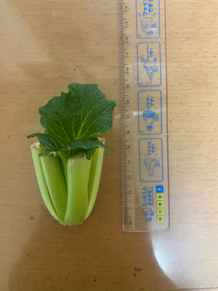 10日目の小松菜