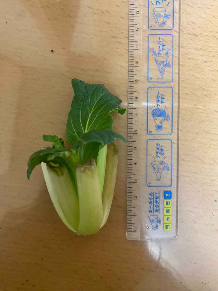 14日目の小松菜