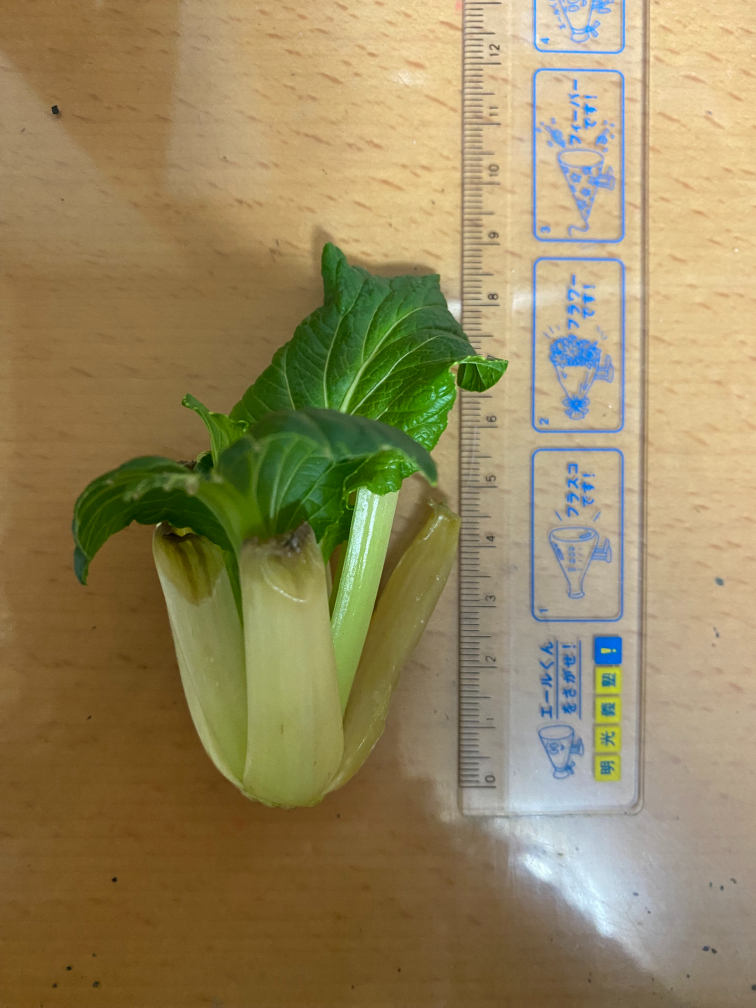 15日目の小松菜