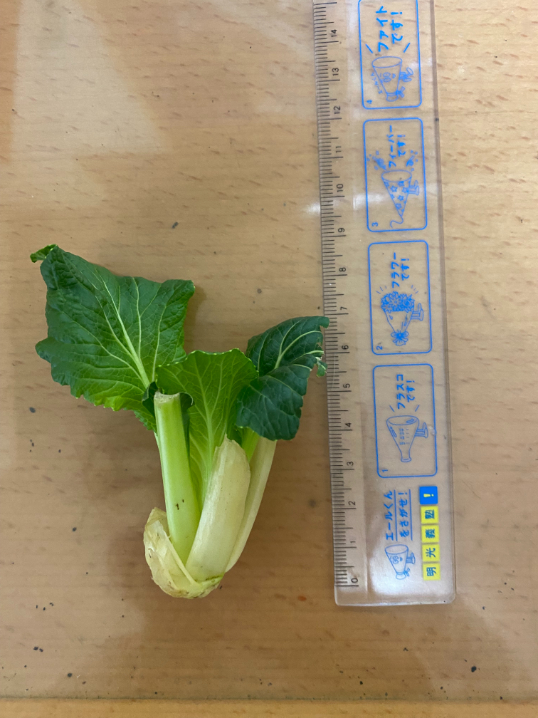 16日目の小松菜