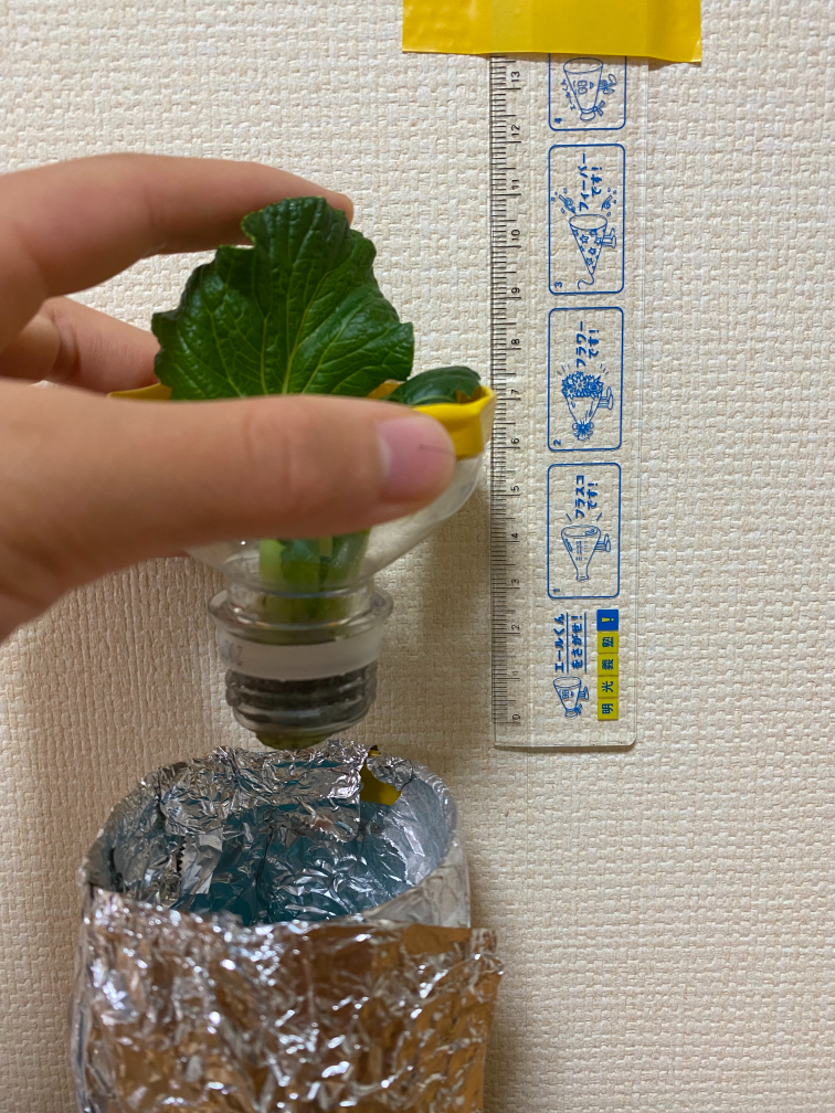 18日目の小松菜