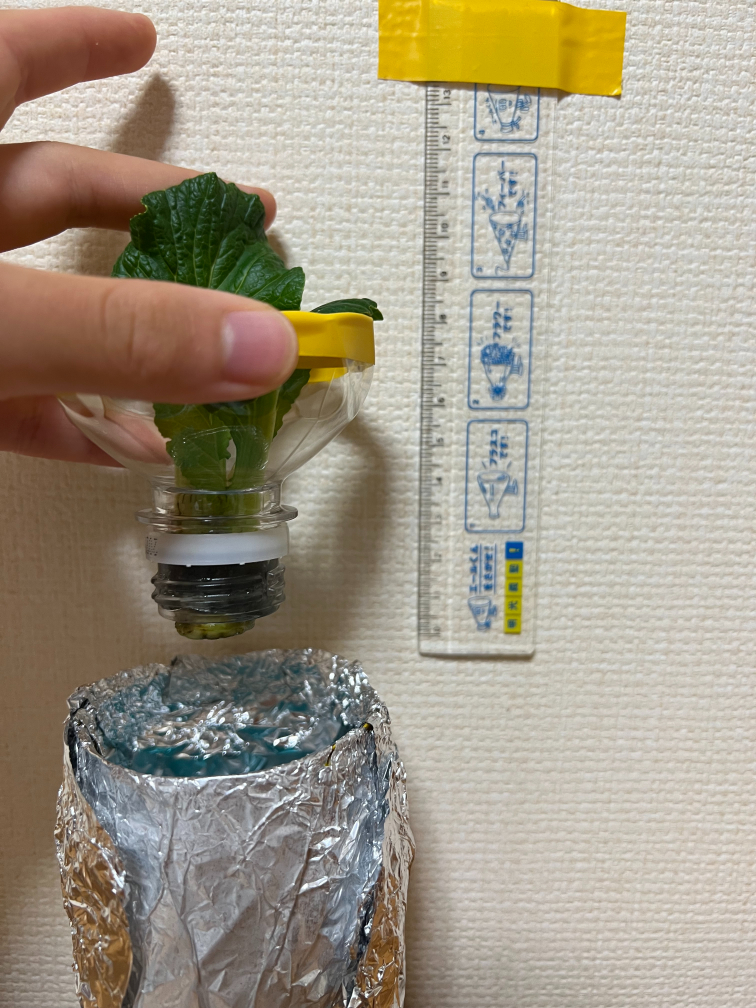 19日目の小松菜