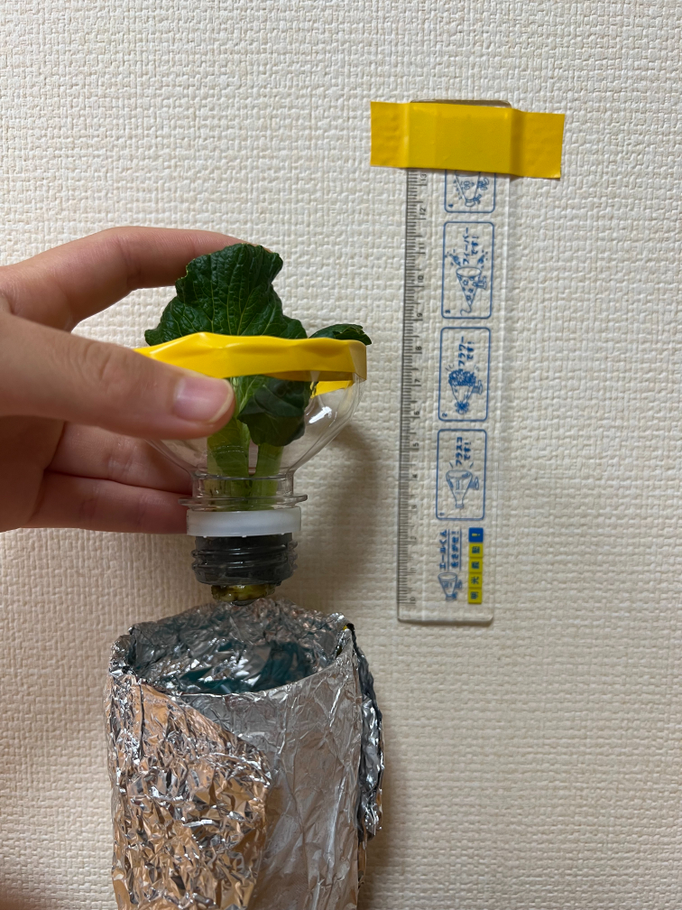 20日目の小松菜