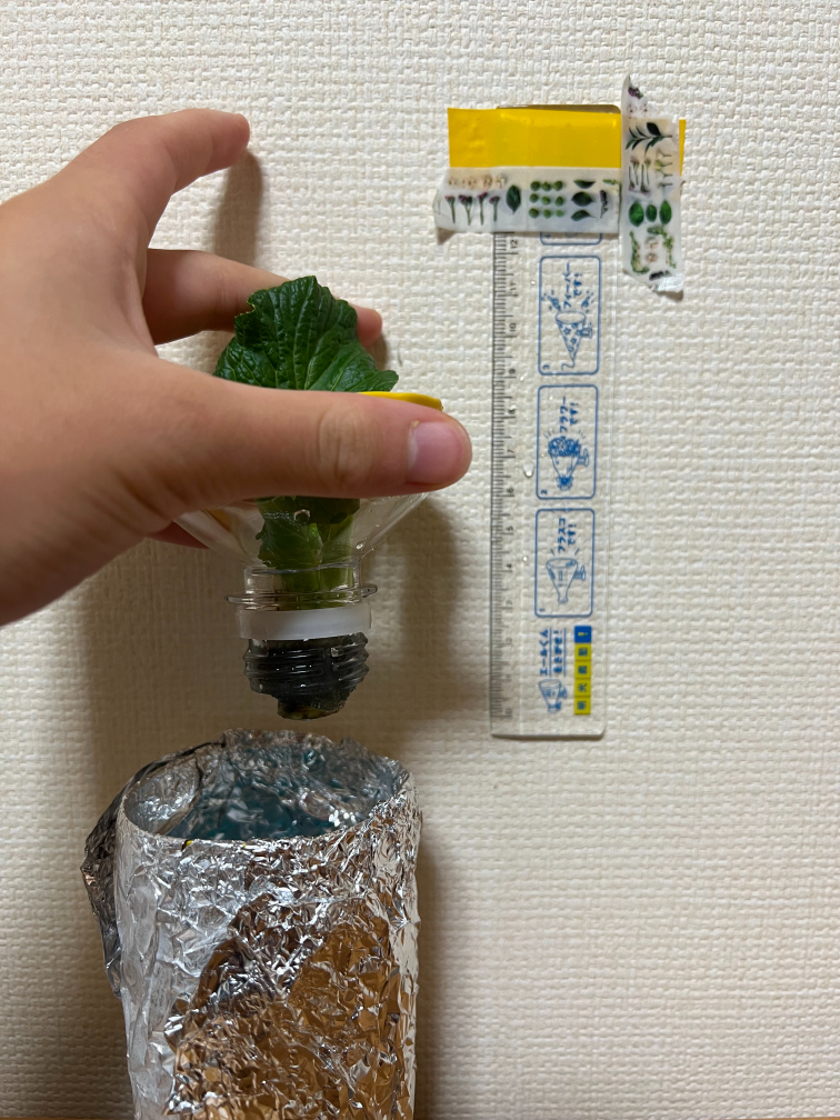 22日目の小松菜