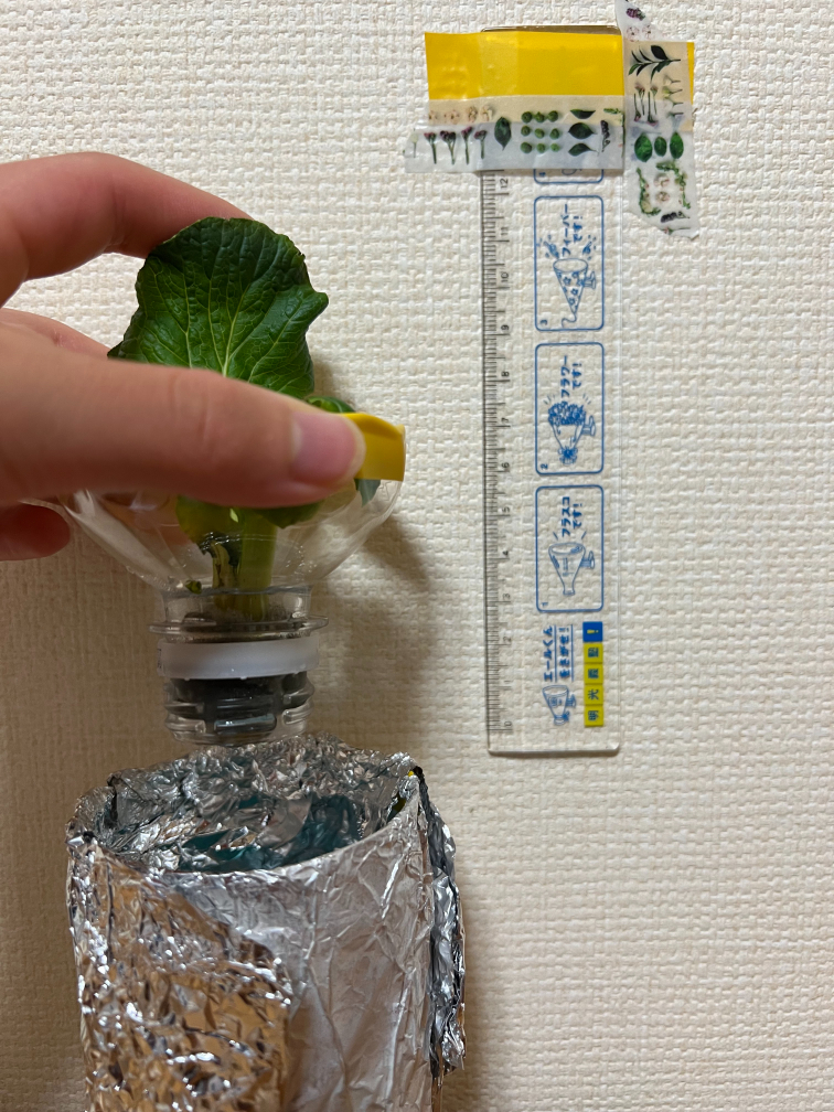 24日目の小松菜