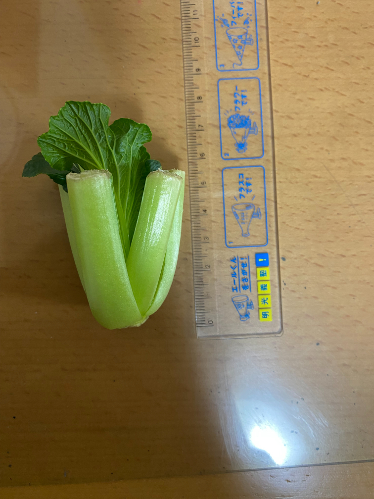 6日目の豆苗