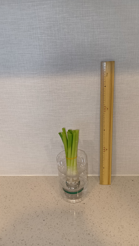 カットしたあとの写真