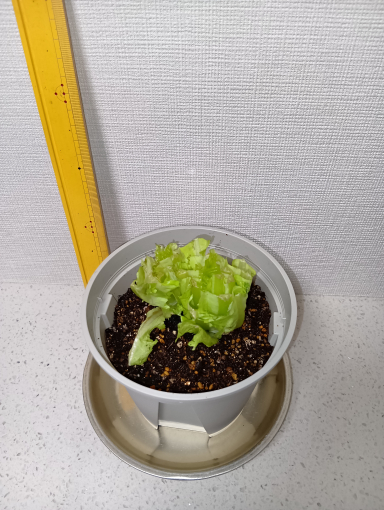１日目のレタス