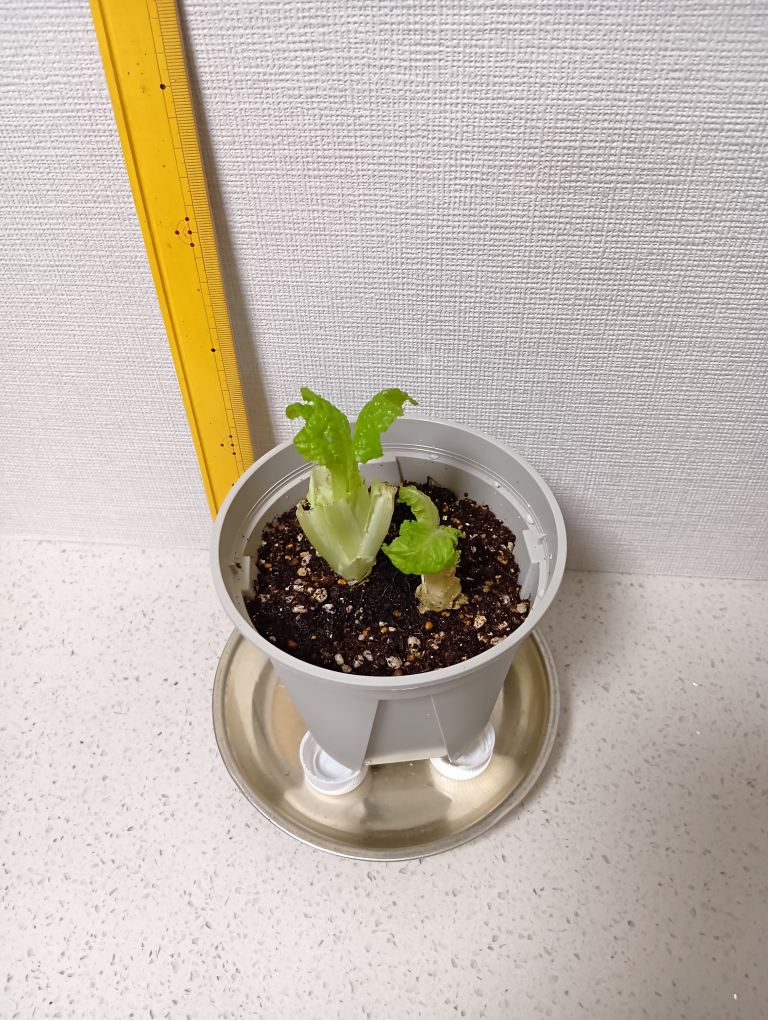 １１日目のレタス
