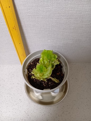 ３日目のレタス