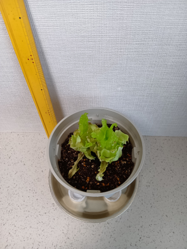 ４日目のレタス