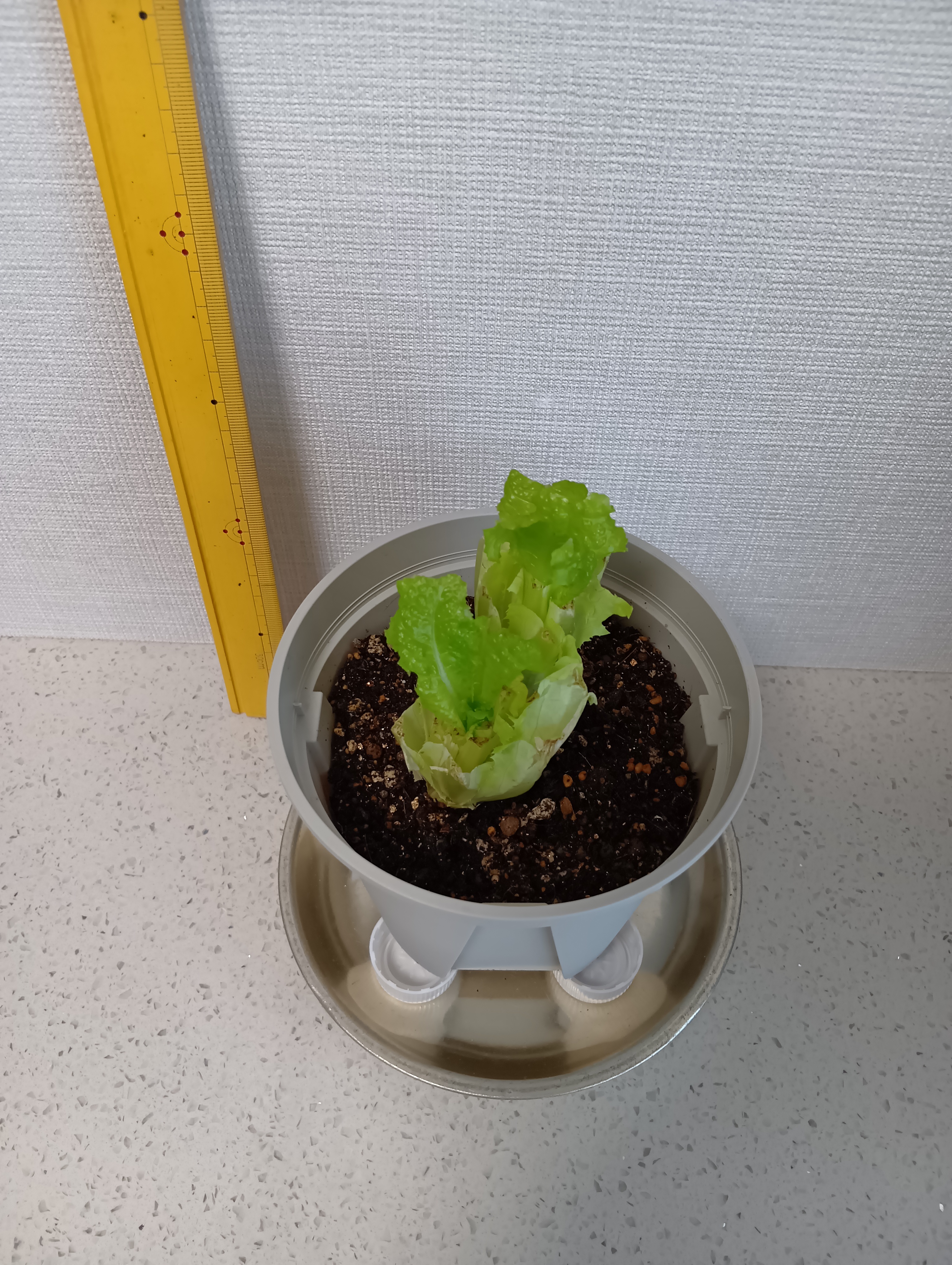 ６日目のレタス