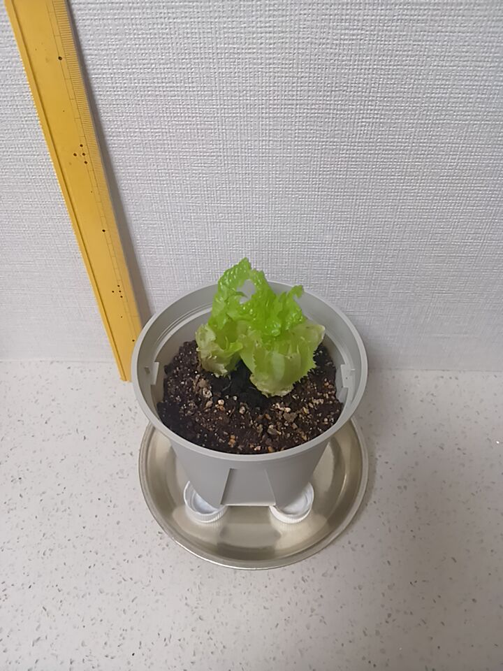 ７日目のレタス