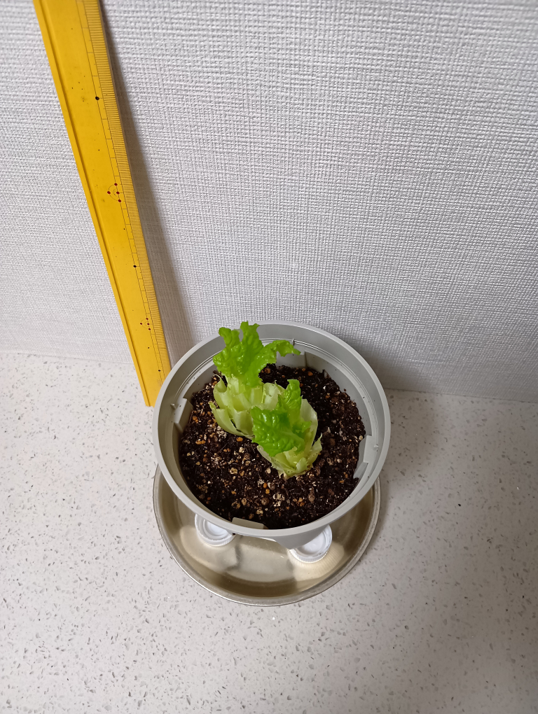 ８日目のレタス