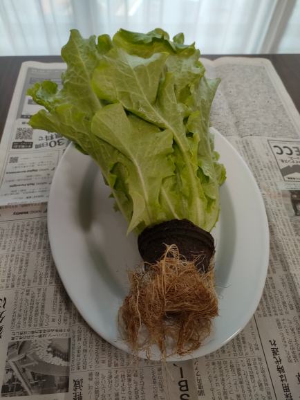 袋から出した時の写真