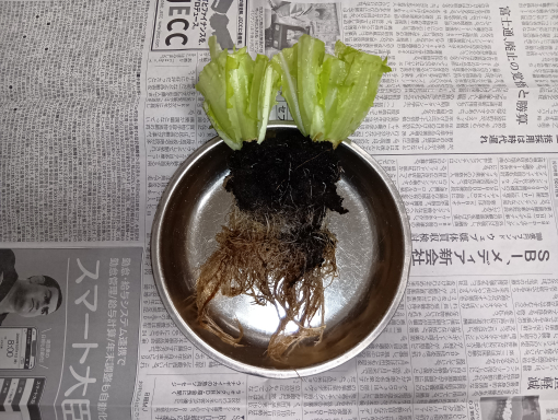 土に植える前の写真