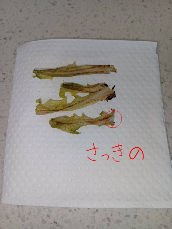 袋から出した時の写真