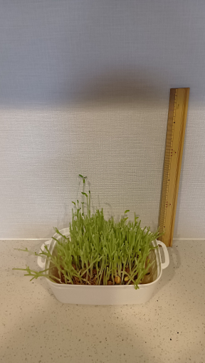 ０日目の豆苗