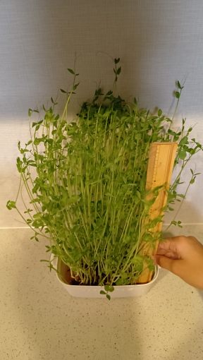 定規を当てている写真①