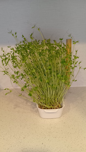 定規を当てている写真③